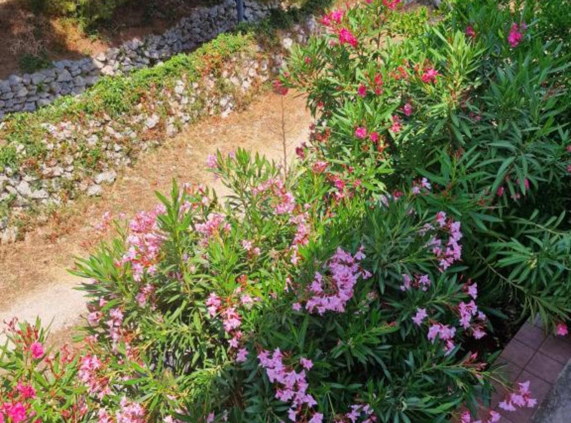 Pansion Belvedere Mali Losinj Ngoại thất bức ảnh