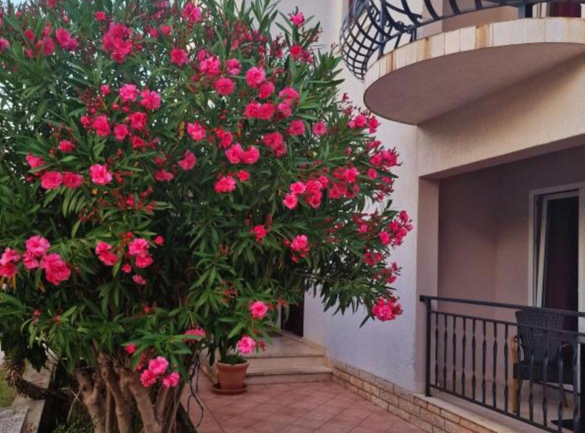 Pansion Belvedere Mali Losinj Ngoại thất bức ảnh