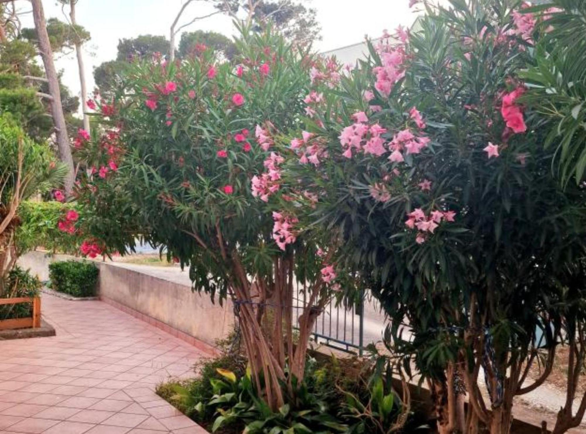 Pansion Belvedere Mali Losinj Ngoại thất bức ảnh